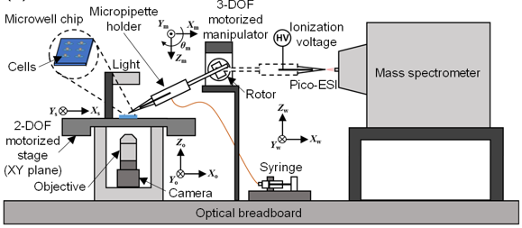 Diagram of Mass Spectrometry process