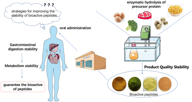 An a visual explanation of different forms of stability of peptides.