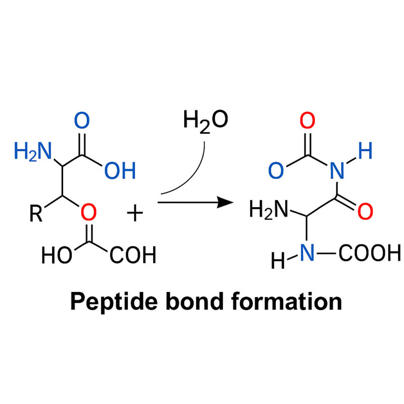 A diagram explaining peptide bond formation.
